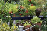 Te warzywa urosną na balkonie! Czas założyć balkonowy warzywnik. Jakie warzywa posadzić na balkonie? Polecamy 10 najlepszych roślin
