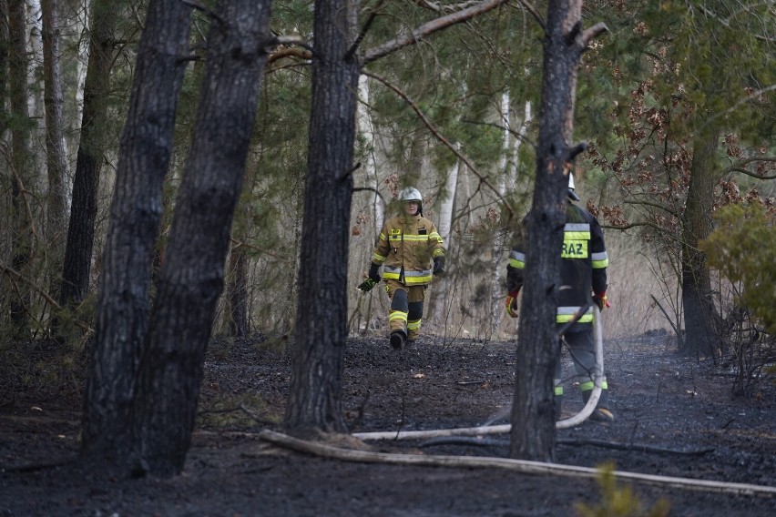 Pożar lasu w gminie Fabianki