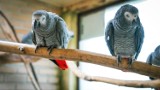 Pisklęta papugi żako wykluły się w opolskim zoo. Te zdjęcia musicie zobaczyć!