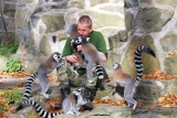 Światowy Dzień Lemura w łódzkim zoo. Zobaczcie fotorelację