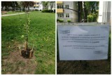 Mieszkańcy posadzili drzewa na trawniku w Poznaniu, ale spółdzielnia wyznaczyła czas na ich usunięcie. Dlaczego? 