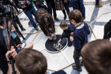 Politechnikę Warszawską opanowały roboty! Turniej Robotów Mobilnych Robomaticon 2018 [ZDJĘCIA]