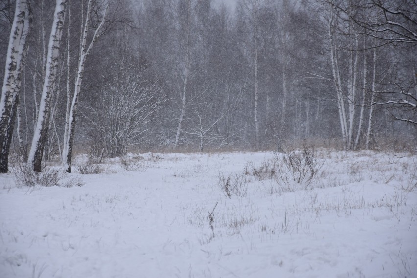 Bajkowa zima w Myszkowie, na Wierzchowinie ZDJĘCIA