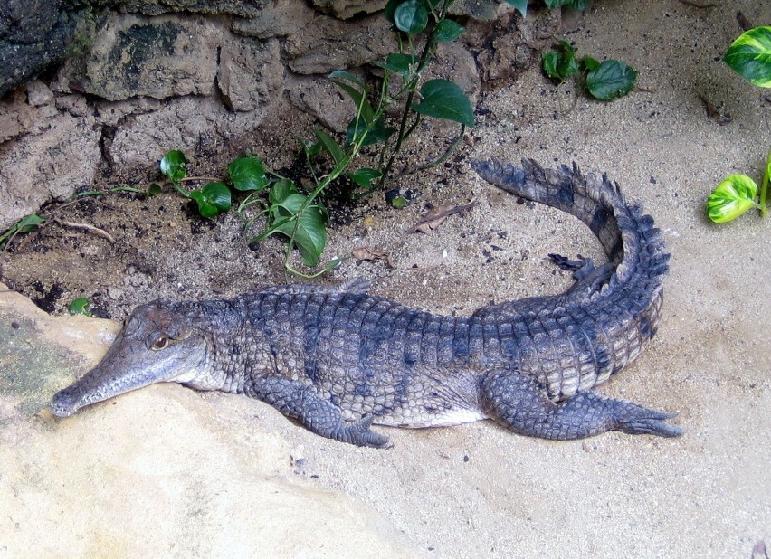 Australijski krokodyl słodkowodny. Fot.Isabella Degen