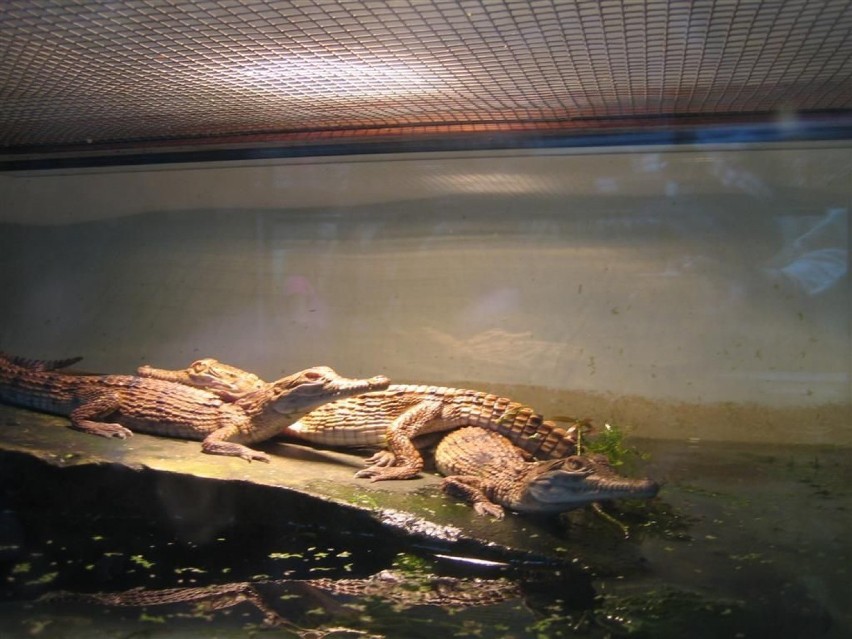 Młode krokodyle - wiek około jednego roku. Fot.Isabella...