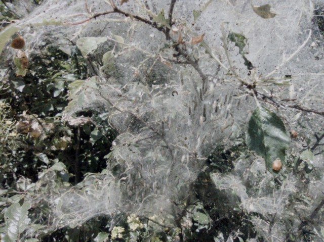 W czerwcu na poznańskich osiedlach możemy zaobserwować ciekawe zjawisko, drzewa pokryte są pajęczyną, a w niej znajduje się mnóstwo larw.

Zdjęcia --->
