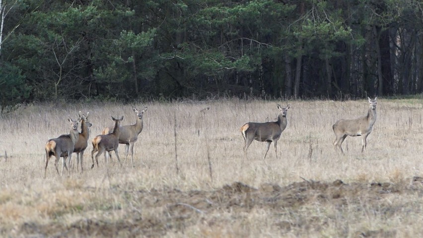 Niezwykłe zwierzęta w powiecie wągrowieckim [ZDJĘCIA] 