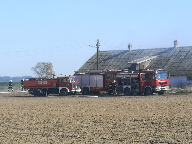 O godz. 9 strażacy otrzymali zgłoszenie o pożarze w chlewni w Trylu