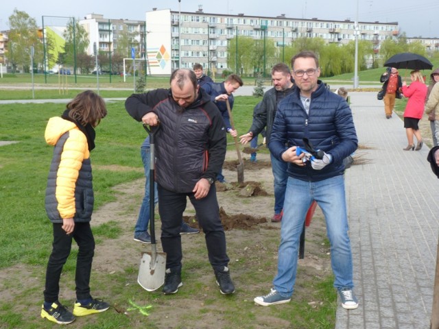 Radomsko: Radni sadzą drzewa na "wielorybku". To początek zazieleniania miasta