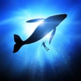 Radomsko: W szkołach ostrzegają przed "Niebieskim wielorybem"