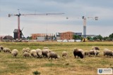 Nowa atrakcja turystyczno-zdrowotna w Łódzkiem blisko. W Uniejowie powstaje tężnia solankowa. Zobacz ZDJĘCIA z budowy. Kiedy otwarcie?