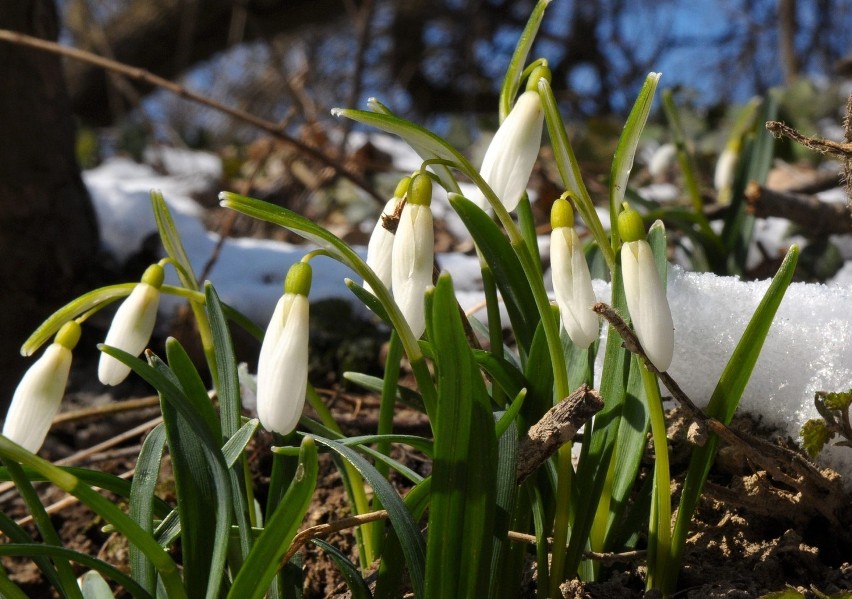 W Ogrodzie Botanicznym czuć wiosnę