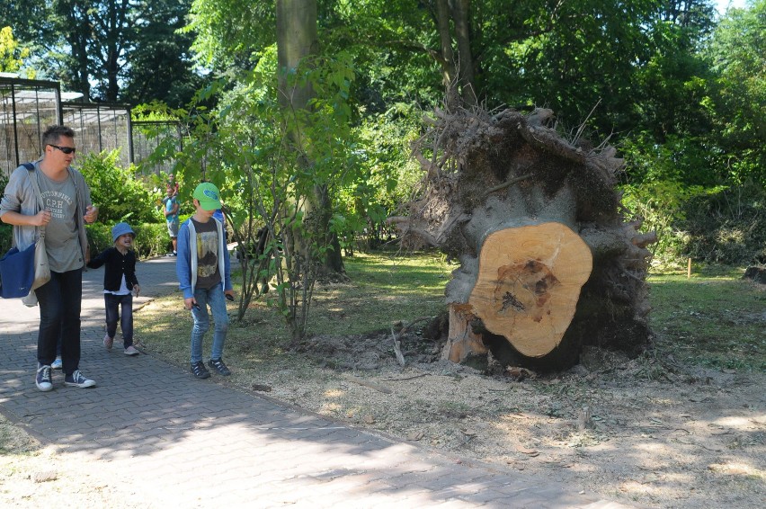 Zoo w Krakowie znów otwarte. Wielkie sprzątanie trwa