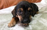 Szczeniaki do adopcji w schronisku dla zwierząt w Radomsku