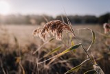 Przymrozek w Żarach i zdjęcia pięknej przyrody. Zobaczcie, jak natura tworzy niezwykłe obrazy