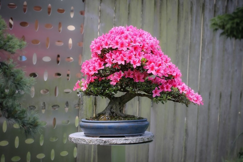 Sztuka doskonalenia bonsai angażuje kilka pokoleń.