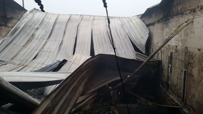 Zawalił się dach podczas pożaru budynku gospodarczego w Poćwiardowie! Trzoda chlewna była w środku