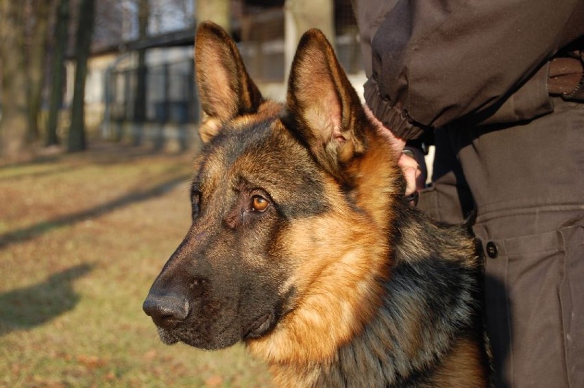 Psy do służby w policji poszukiwane