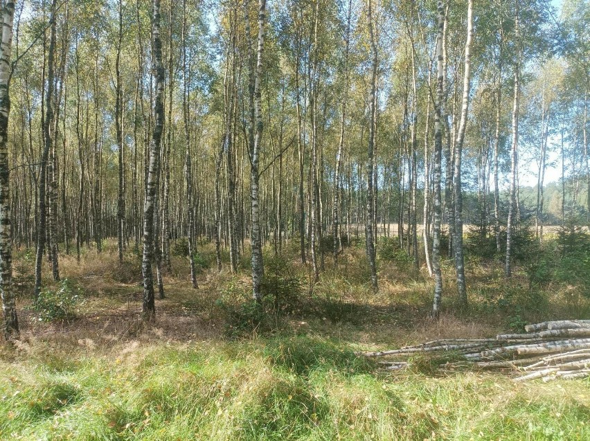 Nadleśnictwo Kaliska jest zainteresowane zakupem lasów i gruntów przeznaczonych do zalesienia