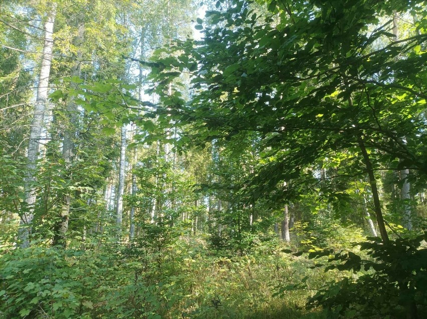 Nadleśnictwo Kaliska jest zainteresowane zakupem lasów i gruntów przeznaczonych do zalesienia