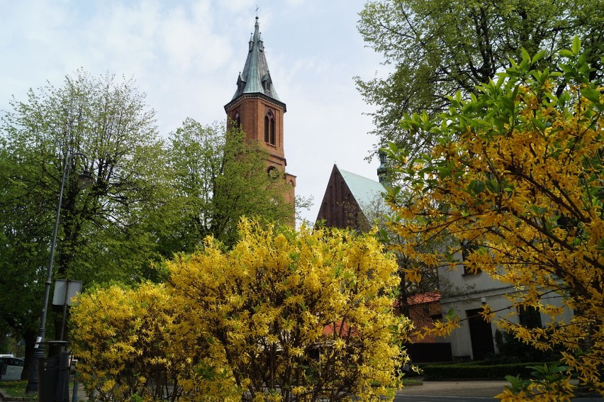 Olkusz. W centrum miasta królują bratki i tulipany. Pojawią się też róże [ZDJĘCIA]