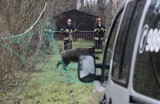 Dzik w Pucku: zwierzę łapali strażacy, strażnicy i policja. ZDJĘCIA, WIDEO