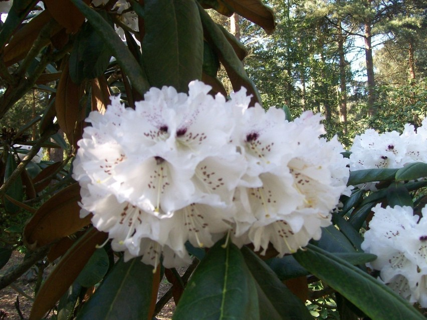 Okazałe kwiaty Rhododendron rex - gatunek rośliny z rodziny...