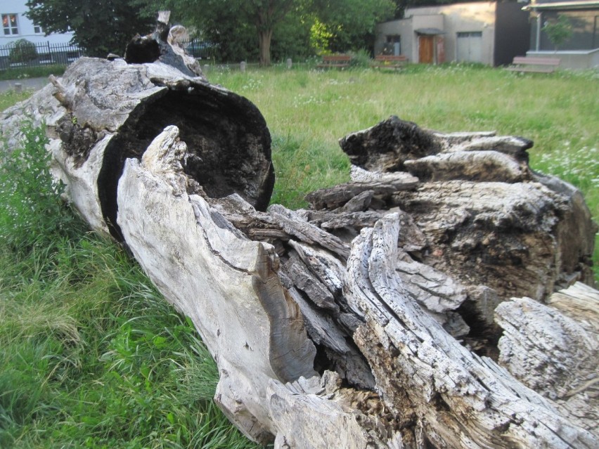 Miała być rzeźba i upamiętnienie najsłynniejszego lubelskiego drzewa. Co dalej ze ściętym "baobabem" z Placu Litewskiego?