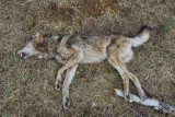 Gmina Międzychód. Nadleśnictwo Bolewice informuje, że w okolicy Papierni znaleziono martwego wilka