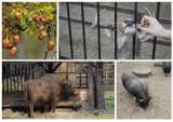 Przynieś żołędzie do Zoo Akcent i pomóż dokarmić zwierzęta! Trwa akcja wspierająca zwierzaki z białostockiego zoo