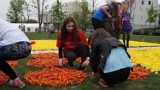 Tulipany na bydgoskiej Wyspie Młyńskiej. W tym roku "Dla Mariana" [zdjęcia, wideo] 