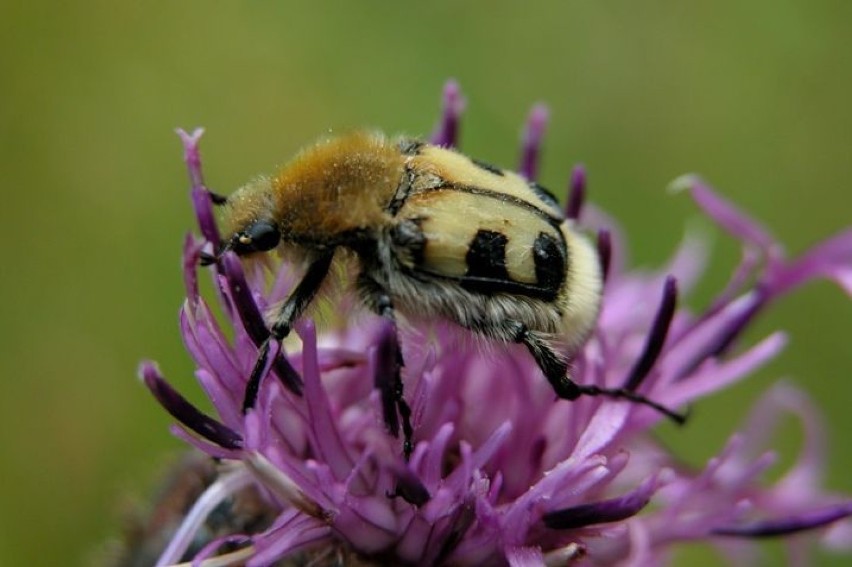 Orszoł prążkowany ( Trichius fasciatus )