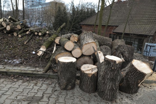 08.02.2019 krakow 

ulica wroclawska wycinka drzew drzewa pnie 
fot. anna kaczmarz  / dziennik polski / polska press