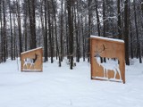 Nadleśnictwo Janów Lubelski zaprasza na spotkania z leśnikami w ramach akcji „Ferie w lesie”. Trwają zapisy