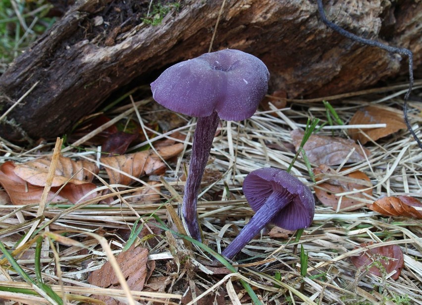 To niewielki grzyb o pięknym ametystowym odcieniu fioletu. W...