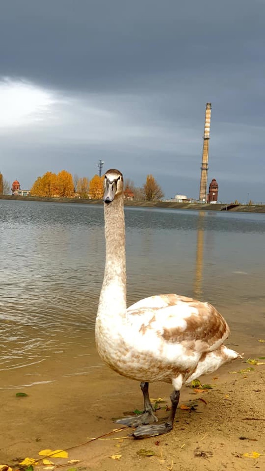 Jezioro Bielawskie cudowne jesienią