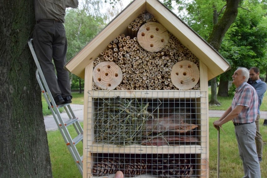 Domki dla dzikich pszczół oraz innych owadów, które zapylają...