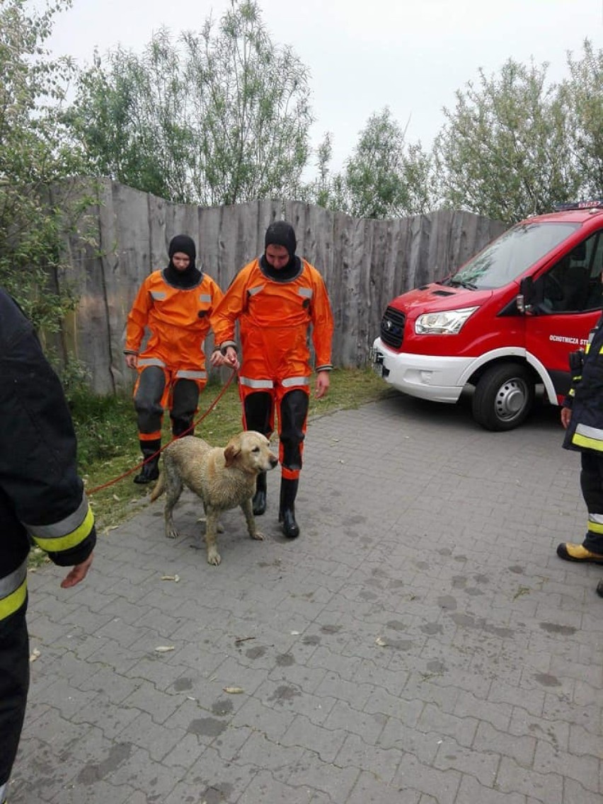 Zbąszyń: Pies wpadł do kanału. Uratowali go strażacy