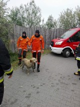 Zbąszyń: Pies wpadł do kanału. Uratowali go strażacy [FOTO]