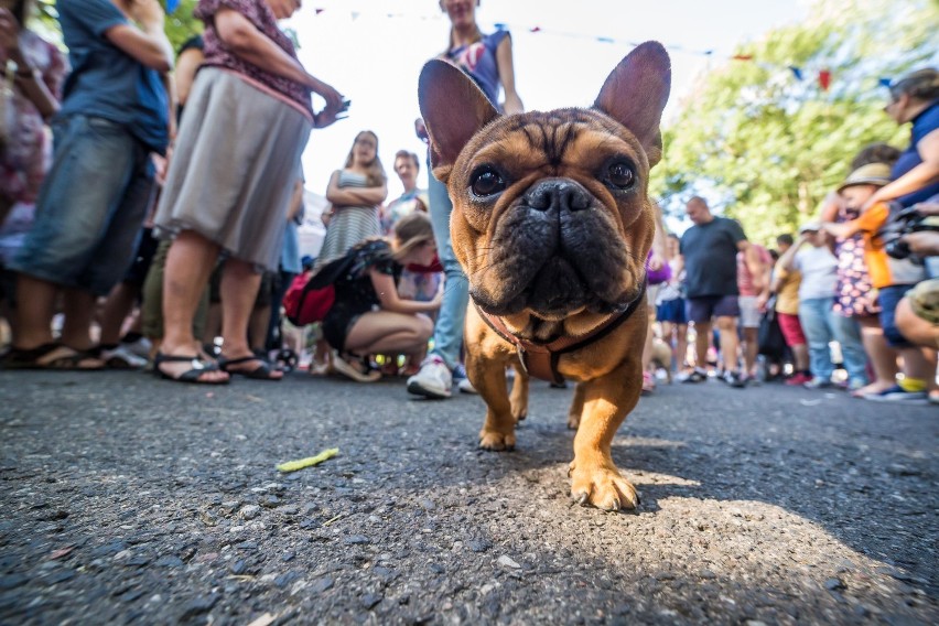 Parada buldogów 2017. Psie piękności w Parku Skaryszewskim...