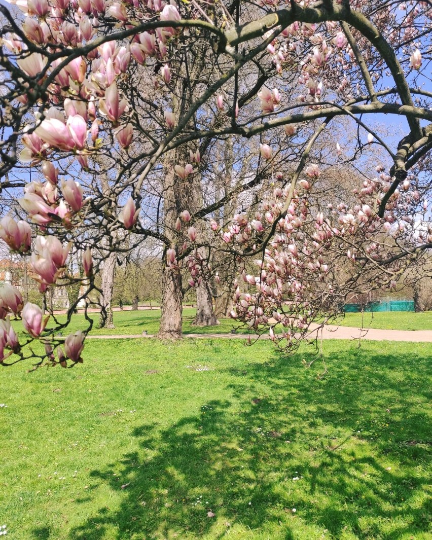 Wybierz się do Łańcuta, żeby w parku w okolicy zamku podziwiać przecudnie kwitnące magnolie