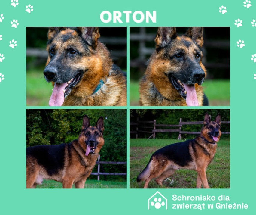 ORTON ❤️...