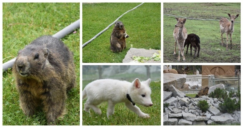 Zakopane. Pod Tatrami ruszy zoo ze... świstakami [GALERIA ZDJĘĆ]