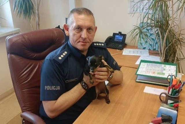 Miniaturowy pinczer, który został skradziony w centrum Radomia, został odnaleziony przez policjantów.