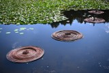 Klimatyczne rzeźby z wikliny w Arboretum w Bolestraszycach. Zobacz zdjęcia!