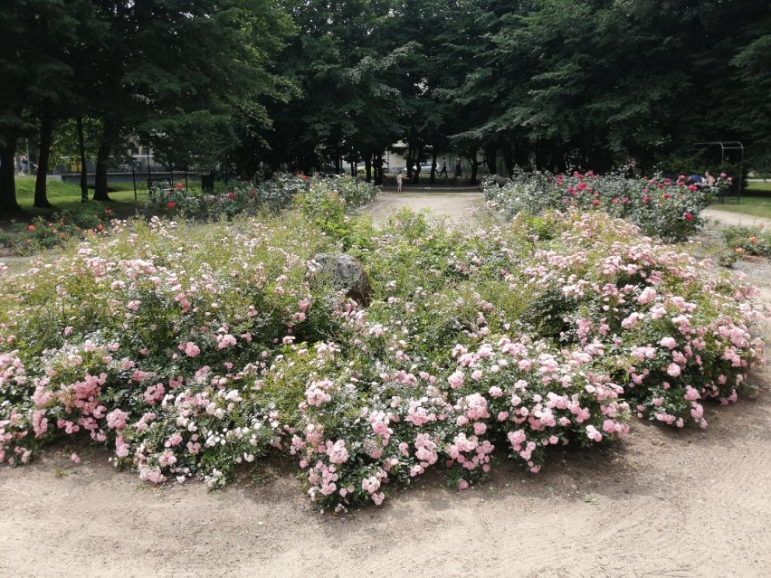 Park Róż w Gorzowie: róże kwitną, ale rewitalizacji na razie nie będzie...