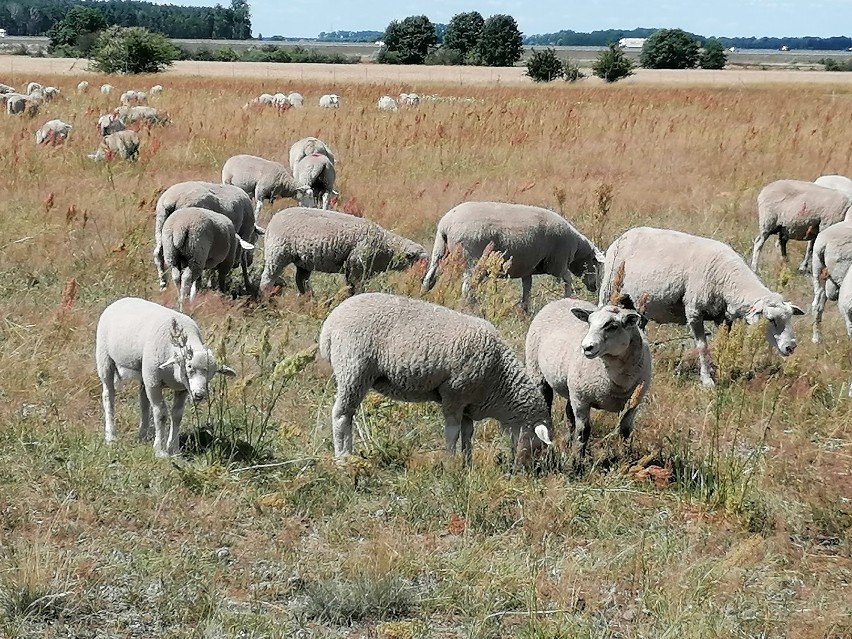 Lotnisko Leszno. Lotnisko w Lesznie „zatrudniło” owce do koszenia trawy. Tanie i ekologiczne rozwiązanie [ZDJĘCIA I WIDEO] 