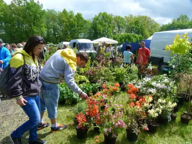 W niedzielę, 14 maja, w Piotrkowie odbędą się targi ogrodnicze