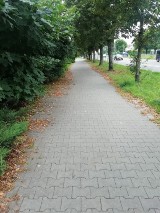 Stare liście szpecą chodniki w Kielcach. Drogowcy zapewniają, że sprzątali [ZDJĘCIA]