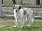 Adopcja zwierzaka ze schroniska w Radomsku możliwa mimo stanu epidemii. Zobacz psy i koty do adopcji. ZDJĘCIA